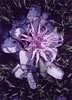achmea bromeliad flower