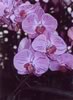 phalaenopsis #1