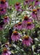 Echinacea Garden