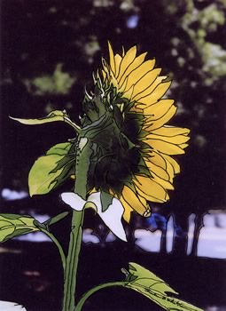 sunflower looks away