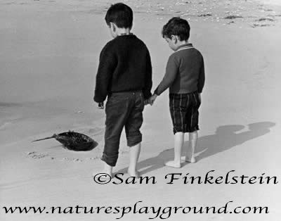 Boys and Horseshoe Crab