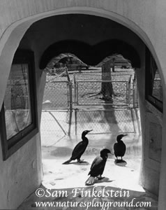 Ducks at Turtleback Zoo