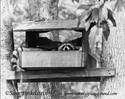 Racoon in Bird Feeder