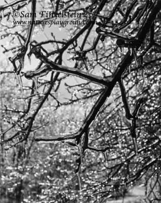 Ice Branches