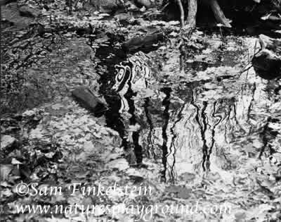 Water Reflections - black and white