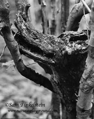 Wolf Image in Dead Tree Trunk
