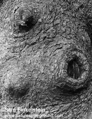 Hog Image in Tree Trunk